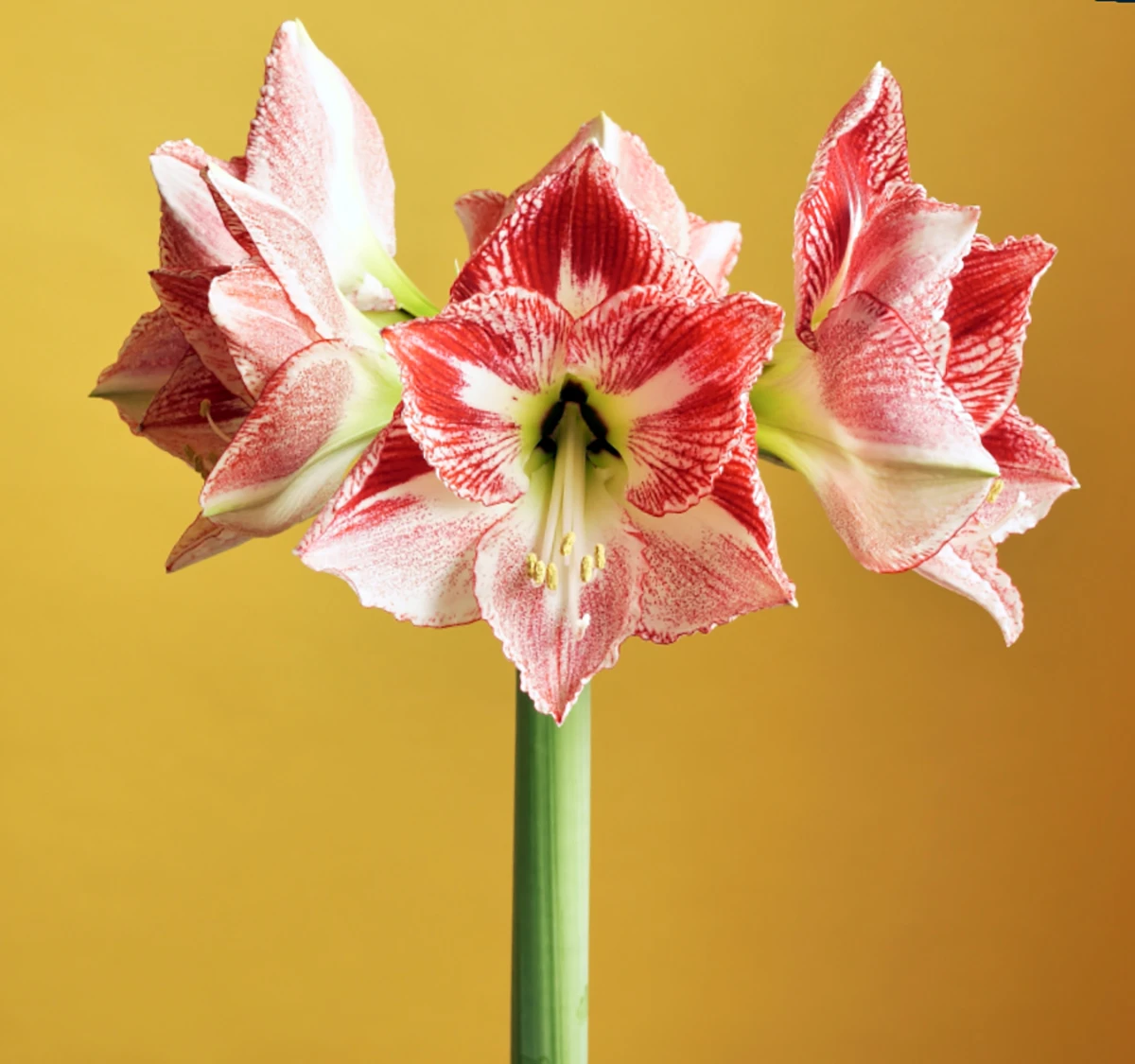 Spotted Queen Giant Dutch Amaryllis Bulb - 30/32cm Bulb 2 Spotted Queen Giant Dutch Amaryllis Bulb - 30/32cm Bulb - Image 2