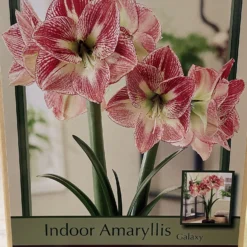 Spotted Queen Giant Dutch Amaryllis Bulb - 30/32cm Bulb