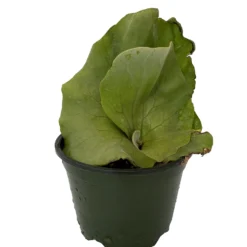 Angola Staghorn Fern - Platycerium Elephantotis - 4" Pot - Collector's Series -Outlet Buds Grow Store angstag4 38357.1690932463