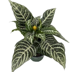 Aphelandra Zebra Plant - Exotic & Unusual House Plant - 6" Pot