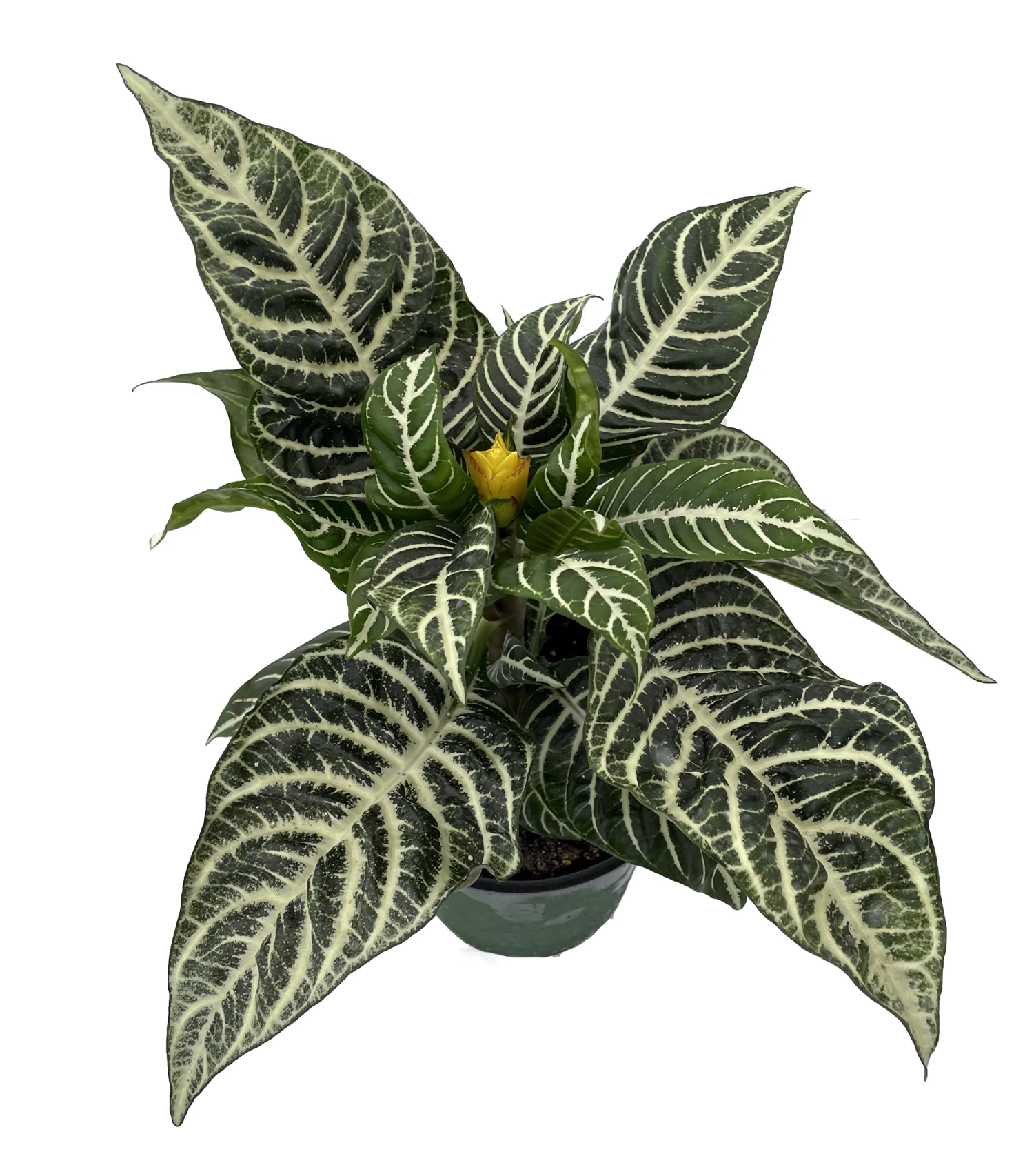 Aphelandra Zebra Plant - Exotic & Unusual House Plant - 6" Pot 1 Aphelandra Zebra Plant - Exotic & Unusual House Plant - 6" Pot