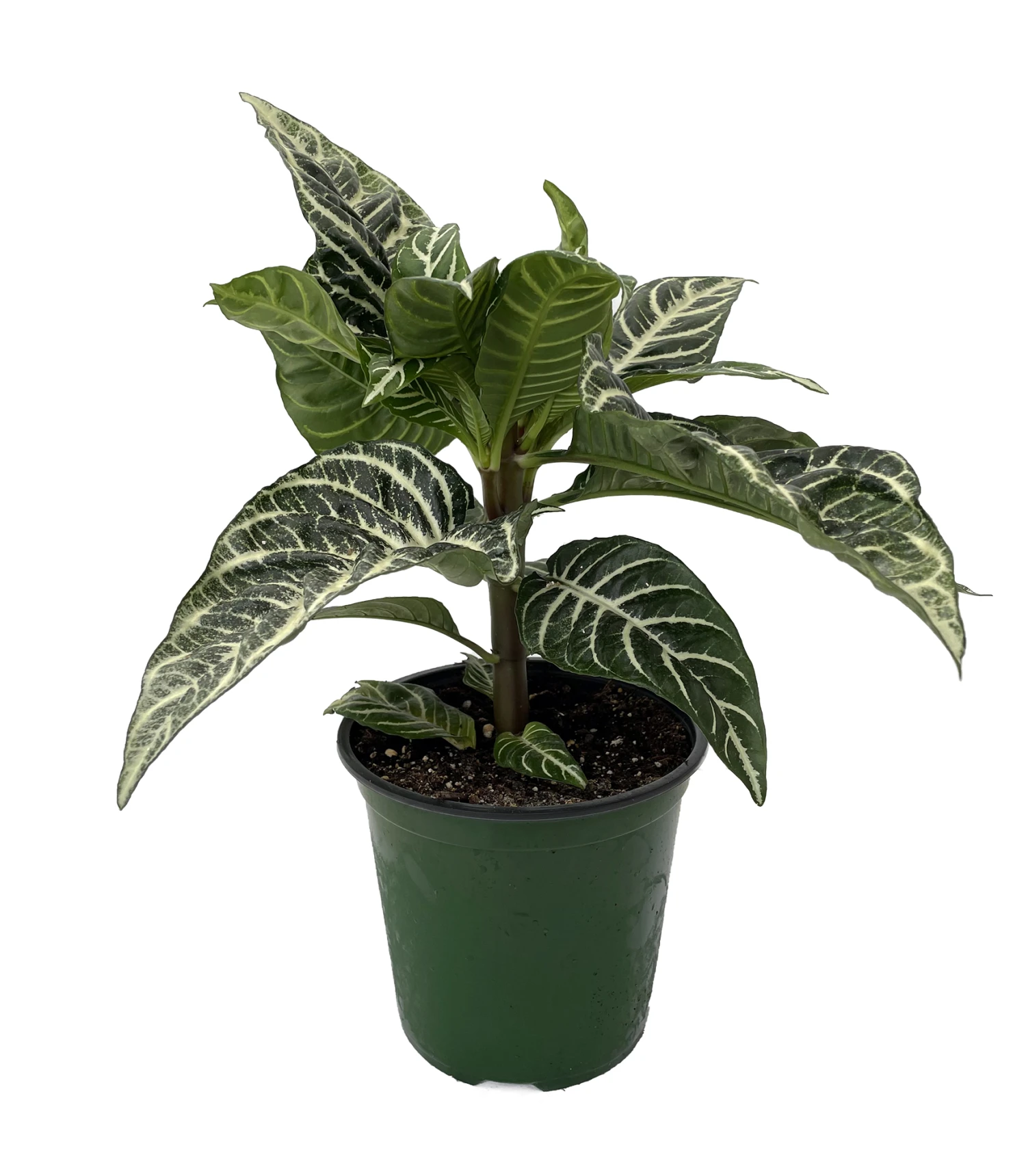 Aphelandra Zebra Plant - Exotic & Unusual House Plant - 6" Pot 2 Aphelandra Zebra Plant - Exotic & Unusual House Plant - 6" Pot - Image 2