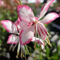 Rosy Jane Whirling Butterflies Perennial - Gaura - Live Plant - Quart Pot 5 Rosy Jane Whirling Butterflies Perennial - Gaura - Live Plant - Quart Pot -Outlet Buds Grow Store api0jwxme 25258.1592323456