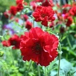 Blazing Sunset - Geum - Avens - Rosaceae - Quart Pot