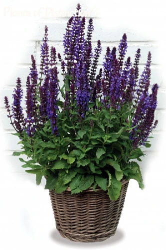 New Dimension Blue Meadow Sage - Salvia - Quart Pot 2 New Dimension Blue Meadow Sage - Salvia - Quart Pot - Image 2