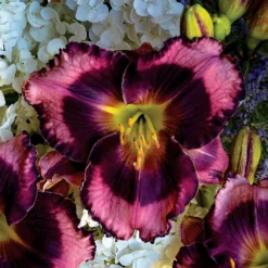 Rainbow Rhythm® Storm Shelter Daylily - Hemerocallis - Gallon Pot -Proven Winners