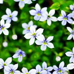 Blue Star Creeper - Isotoma - 3 Seasons Of Blooms - Gallon Pot