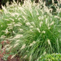 Hameln Dwarf Fountain Grass - Pennisetum - Hameln - Quart Pot