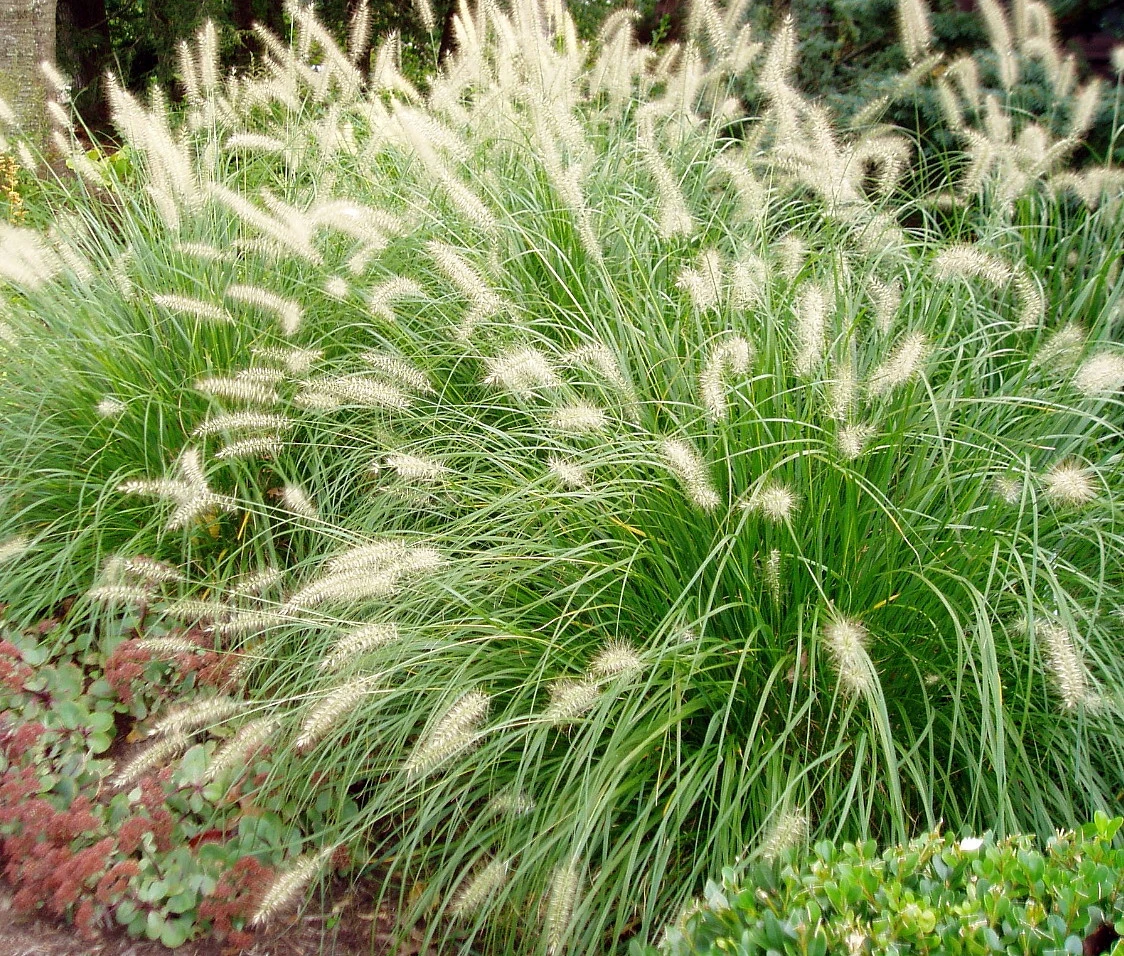 Hameln Dwarf Fountain Grass - Pennisetum - Hameln - Quart Pot 1 Hameln Dwarf Fountain Grass - Pennisetum - Hameln - Quart Pot
