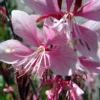Siskiyou Pink Whirling Butterflies Perennial - Gaura - Quart Pot