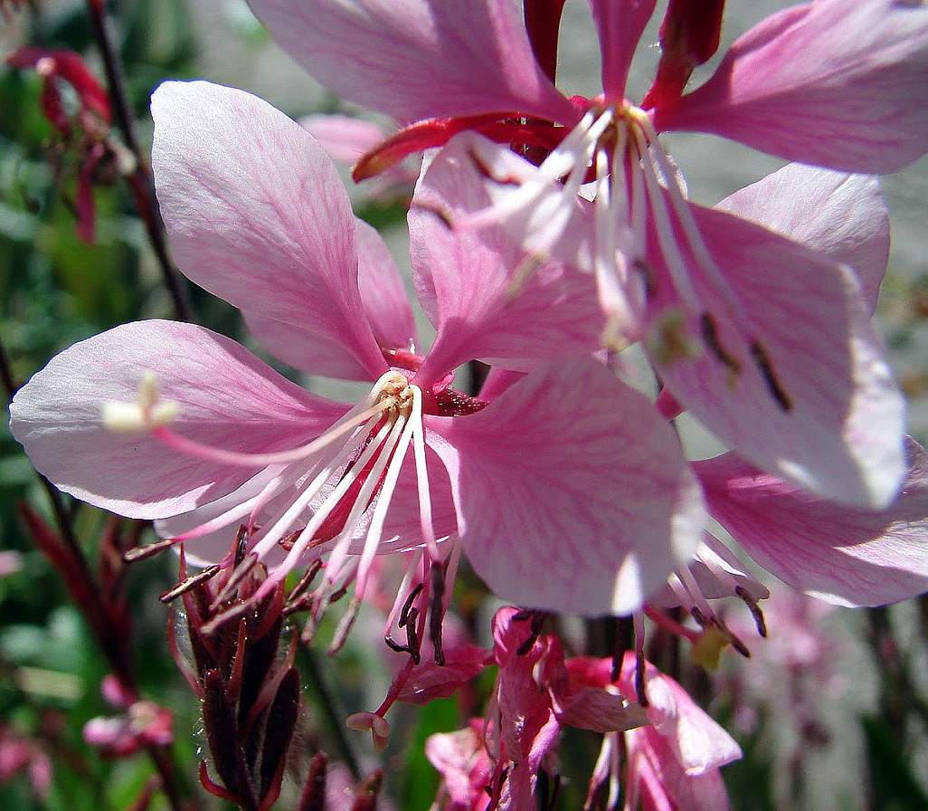 Siskiyou Pink Whirling Butterflies Perennial - Gaura - Quart Pot 1 Siskiyou Pink Whirling Butterflies Perennial - Gaura - Quart Pot