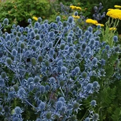 Blue Hobbit Sea Holly Perennial - Eryngium - Live Plant - Quart Pot -Outlet Buds Grow Store api2xy8oq 67227.1592325725