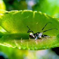 Venus Flytrap Plant - 2 Plants 2" Pots - CARNIVOROUS - Dionaea -Outlet Buds Grow Store api3asvr8 75612.1633011776
