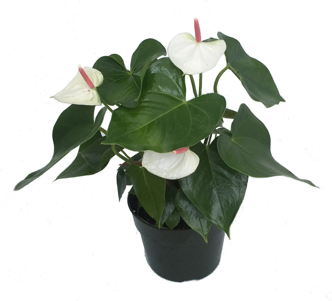 Beauty White Heart Anthurium Plant - Easy To Grow Blooming House Plant - 6" Pot 1 Beauty White Heart Anthurium Plant - Easy To Grow Blooming House Plant - 6" Pot