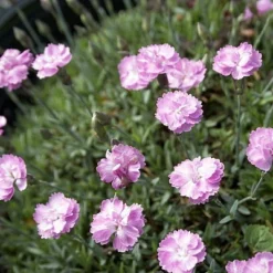 Tiny Rubies Dianthus - Fragrant/Hardy Groundcover - Quart Pot