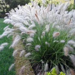 Hameln Dwarf Fountain Grass - Pennisetum - Hameln - Quart Pot 9 Hameln Dwarf Fountain Grass - Pennisetum - Hameln - Quart Pot -Outlet Buds Grow Store api3ndan3 82097.1592333043