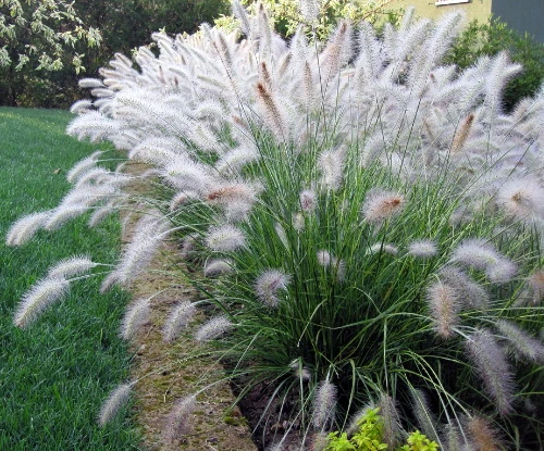 Hameln Dwarf Fountain Grass - Pennisetum - Hameln - Quart Pot 5 Hameln Dwarf Fountain Grass - Pennisetum - Hameln - Quart Pot - Image 5