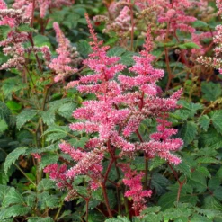 Key Largo Astilbe Perennial - Gorgeous Pink - Quart Pot