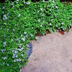 Blue Star Creeper - Isotoma - 3 Seasons Of Blooms - Gallon Pot -Outlet Buds Grow Store api3sswlr 96760.1592332887