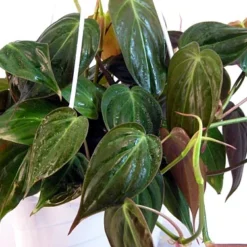 Rare Velvet Leaf Bronze Micans Vine - Philodendron - 4" Pot - Collector's Series -Outlet Buds Grow Store api3ugsex 80503.1592323326