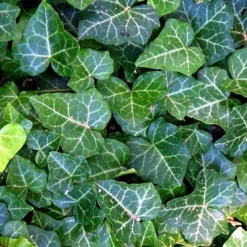 English Ivy 48 Plants - Hardy Groundcover - Sun Or Shade -1 3/4" Pots