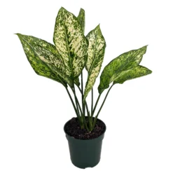 Wintry Winehouse Chinese Evergreen Plant - Aglaonema - Low Light - 4" Pot