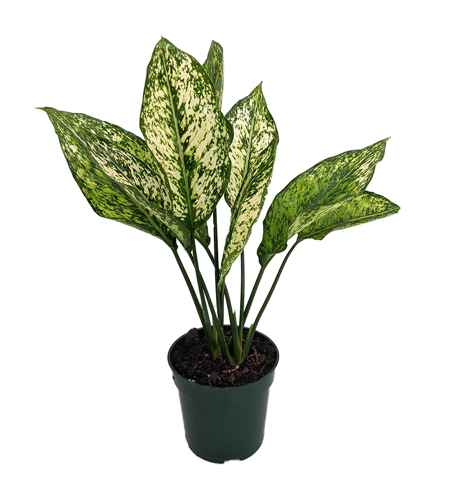 Wintry Winehouse Chinese Evergreen Plant - Aglaonema - Low Light - 4" Pot 1 Wintry Winehouse Chinese Evergreen Plant - Aglaonema - Low Light - 4" Pot