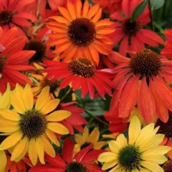 Cheyenne Spirit Coneflower Plant - 2013 AAS Winner - Echinacea - Quart Pot
