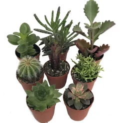 Instant Cactus/Succulent Collection - 8 Plants -Terrarium/Fairy Garden- 2" Pots
