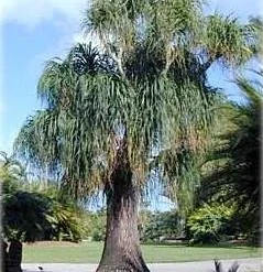 Guatemalan Red Ponytail Palm - Beaucarnea - 6" Pot - Easy To Grow - Live Plant -Outlet Buds Grow Store api4yqlop 68104.1592328534