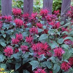 Raspberry Wine Bee Balm - Monarda - Bright Red & Pink - Live Plant - Quart Pot -Outlet Buds Grow Store api5u50xz 88591.1592329409