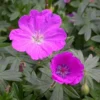 Max Frei Hardy Geranium - Bloody Cranesbill - Live Plant - Gallon Pot