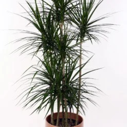 Madagascar Dragon Tree - Dracaena Marginata - 6" Pot - Easy To Grow House Plant -Outlet Buds Grow Store api6s1drj 83655.1592332114