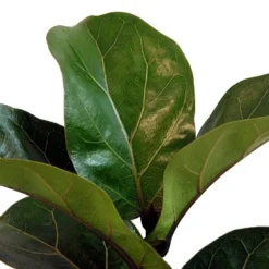 Hirt's Fiddleleaf Fig Tree - Ficus - Great Indoor Tree - Easy - 6" Pot -Outlet Buds Grow Store api6tmsdn 42735.1592317425