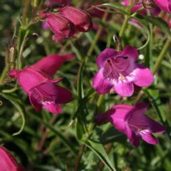 Red Rocks Bearded Tongue Perennial - Penstemon - Live Plant - Quart Pot