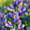 Decadence® Blueberry Sundae Baptisia - False Indigo - Gallon Pot