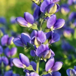 Best Seller 1 DecadenceĀ® Blueberry Sundae Baptisia - False Indigo - Gallon Pot