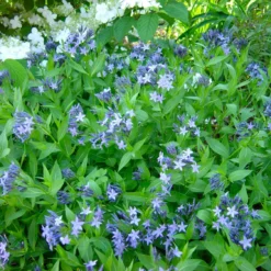 Blue Ice Amsonia Perennial - NEW! - Quart Pot