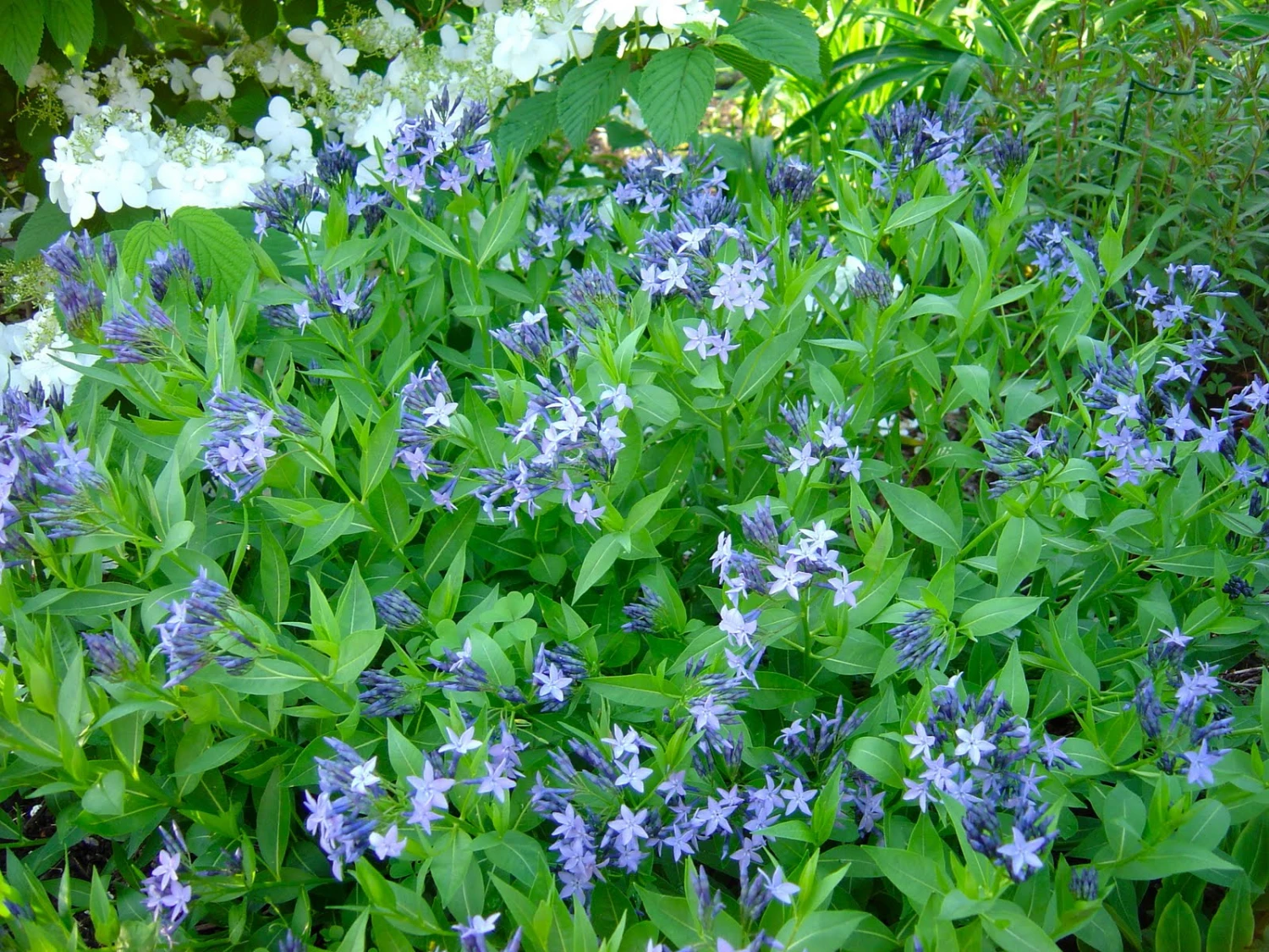 Blue Ice Amsonia Perennial - NEW! - Quart Pot 1 Blue Ice Amsonia Perennial - NEW! - Quart Pot