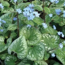 Emerald Mist Bugloss - Brunnera - Shade Perennial - Gallon Pot