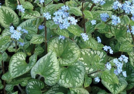 Emerald Mist Bugloss - Brunnera - Shade Perennial - Gallon Pot 1 Emerald Mist Bugloss - Brunnera - Shade Perennial - Gallon Pot