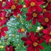 Red Satin Coreopsis Tickseed Perennial Live Plant - Quart Pot