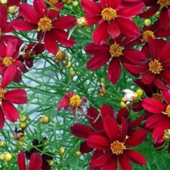 Red Satin Coreopsis Tickseed Perennial Live Plant - Quart Pot