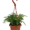 Rare Black Rabbit's Foot Fern - 4" Mini Hanging Basket - Davallia Trichomanoides