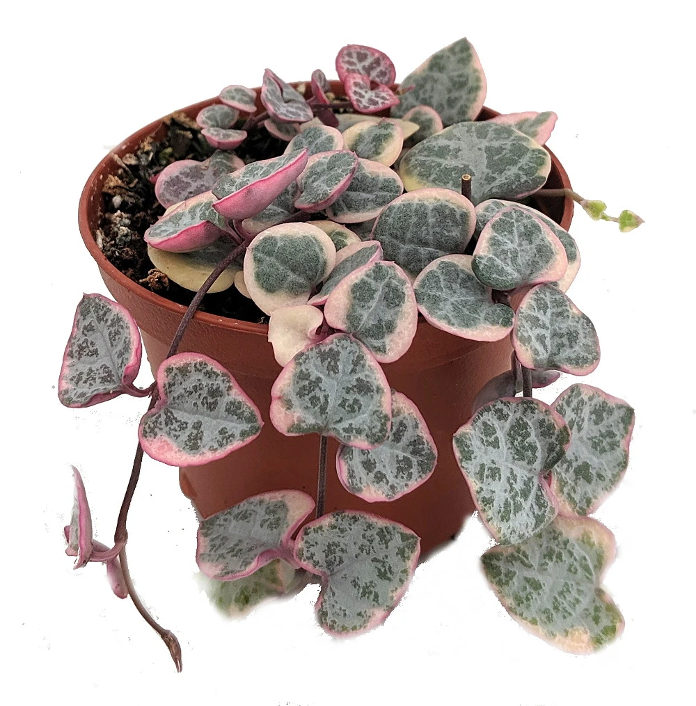 Pearl Moon Rosary Vine - Ceropegia Woodii Pretty Pk- String Of Hearts - 2.5" Pot 1 Pearl Moon Rosary Vine - Ceropegia Woodii Pretty Pk- String Of Hearts - 2.5" Pot