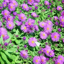 Purple Dome Fall Blooming Perennial Aster - Hardy - Quart Pot