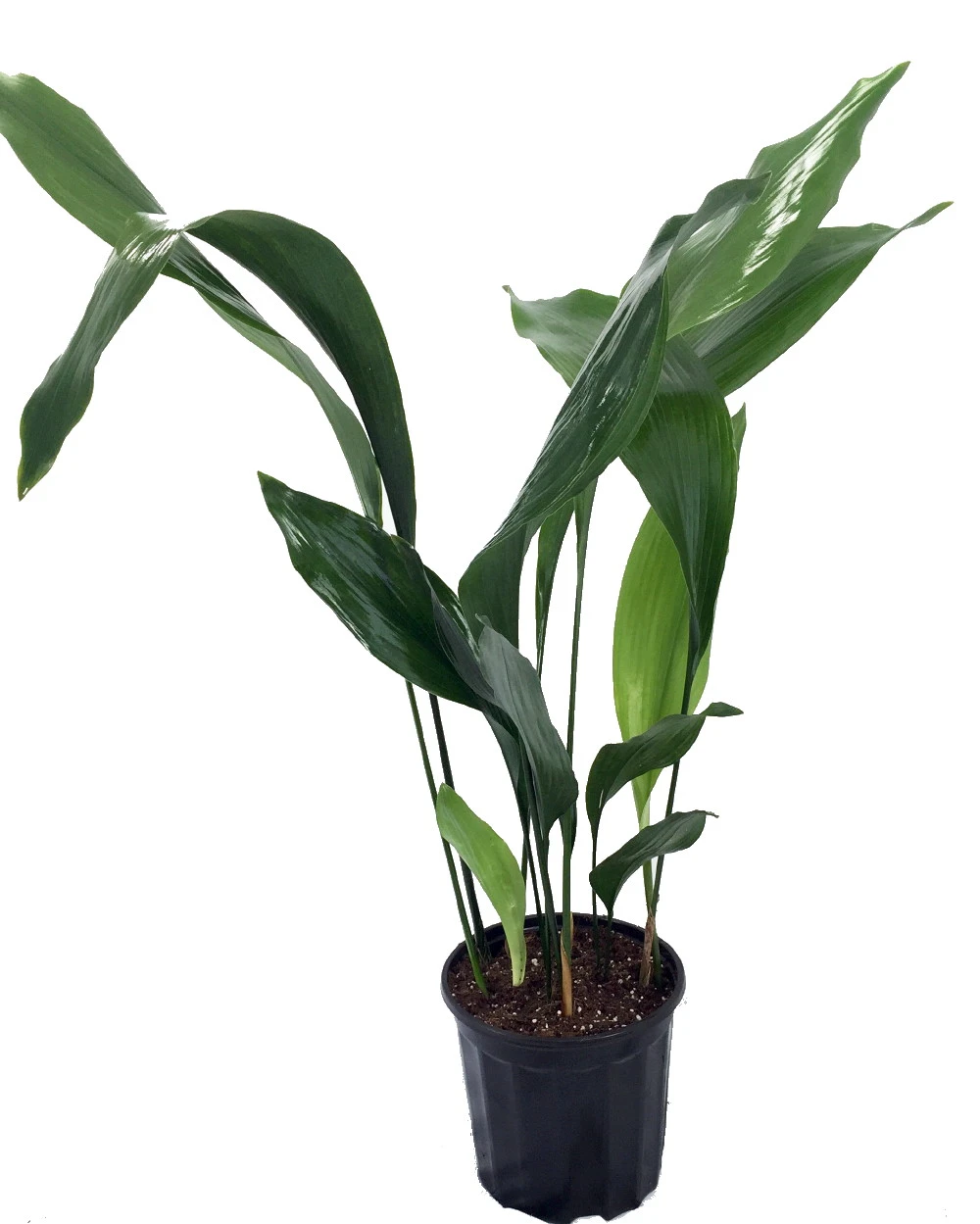 Cast Iron Plant - Aspidistra - Grows In Dim Light - 6" Pot 2 Cast Iron Plant - Aspidistra - Grows In Dim Light - 6" Pot - Image 2