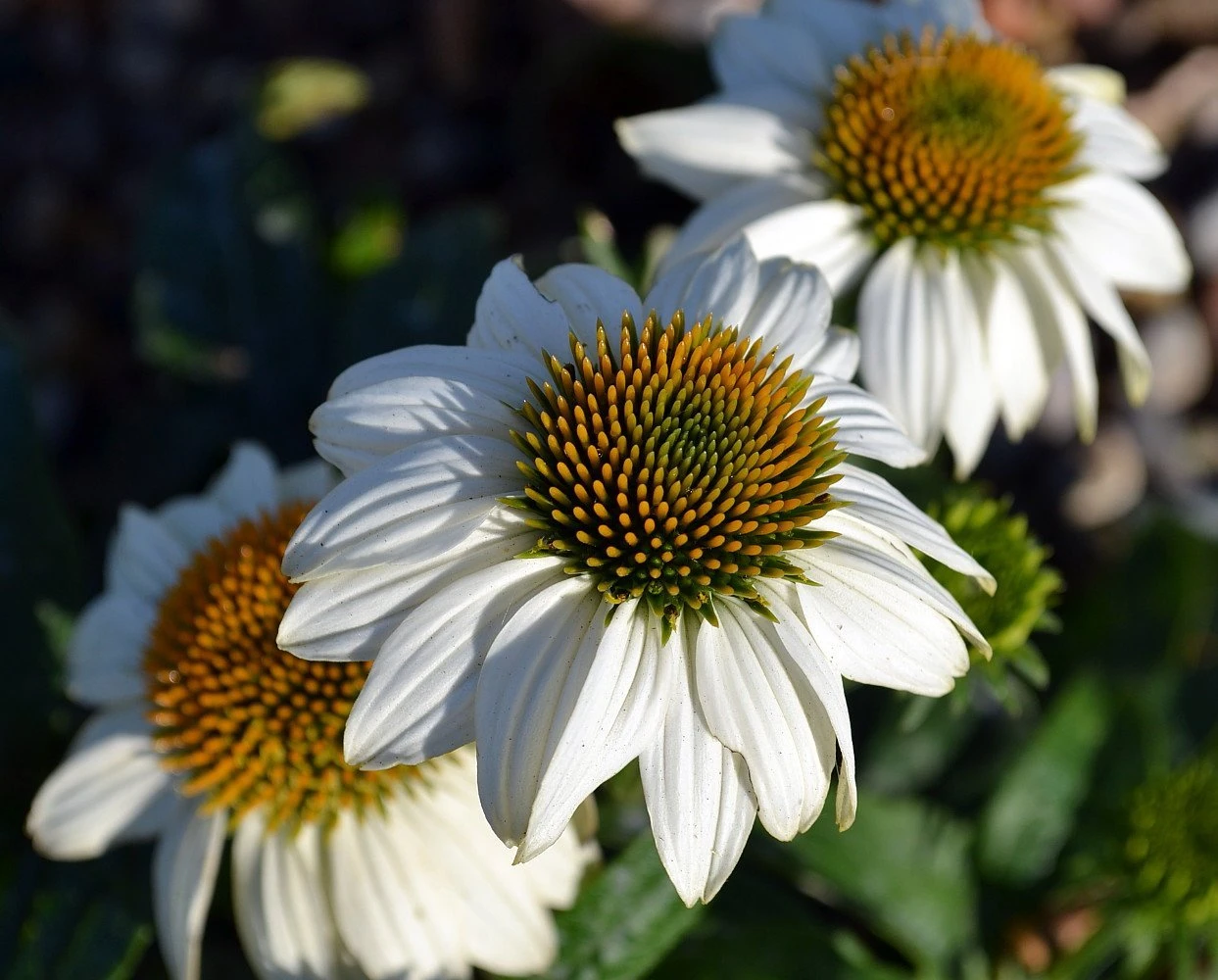 Pow Wow White Coneflower - Echinacea - Live Plant - Quart Pot 2 Pow Wow White Coneflower - Echinacea - Live Plant - Quart Pot - Image 2