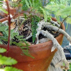 Rare Black Rabbit's Foot Fern - 4" Mini Hanging Basket - Davallia Trichomanoides -Outlet Buds Grow Store api9kjxdo 07265.1617213217