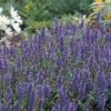 Blue Hill Salvia Perennial - Long Bloomer - Quart Pot